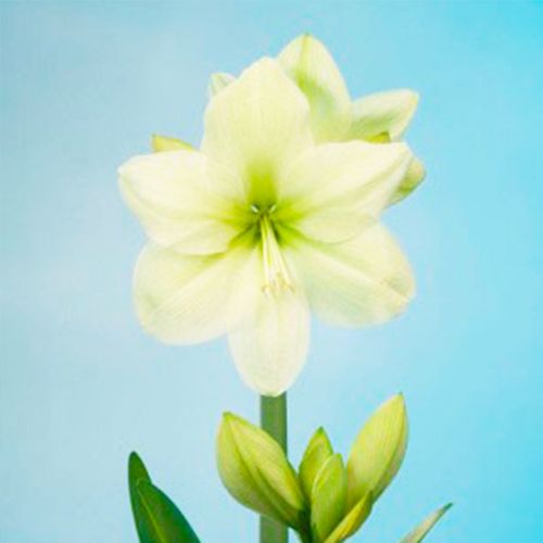 Amaryllis (Hippeastrum) Fantasy Amarylia