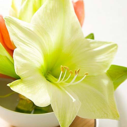 Amaryllis (Hippeastrum) Fantasy Amarylia