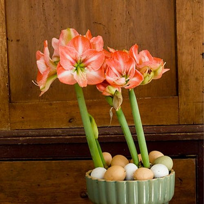 Amaryllis (Hippeastrum) Faro Amarylia