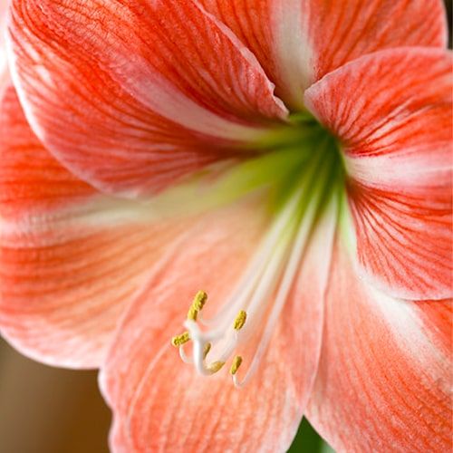 Amaryllis (Hippeastrum) Faro Amarylia