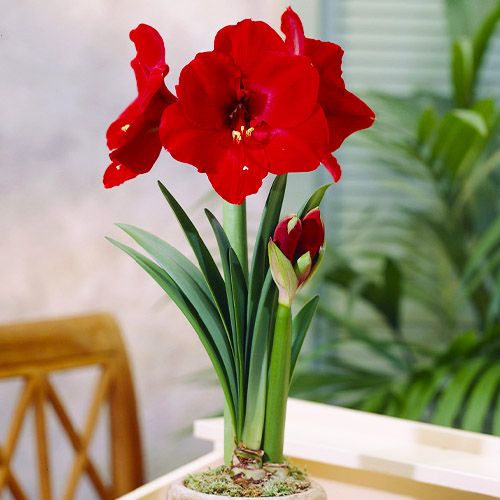 Amaryllis (Hippeastrum) Ferrari Amarylia