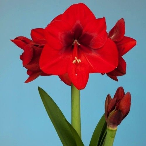 Amaryllis (Hippeastrum) Fire Ball Amarylia