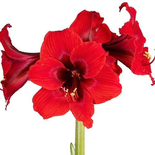 Amaryllis (Hippeastrum) Fire Dancer Amarylia