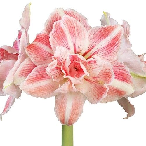 Amaryllis (Hippeastrum) First Love Amarylia