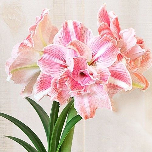 Amaryllis (Hippeastrum) First Love Amarylia