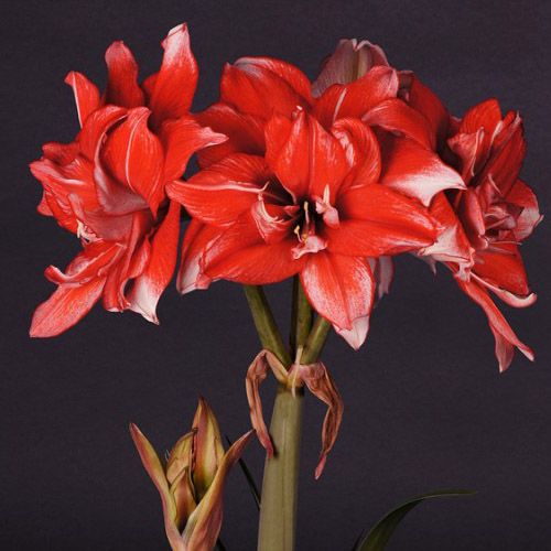 Amaryllis (Hippeastrum) Flamed Amadeus Amarylia