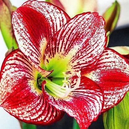 Amaryllis (Hippeastrum) Flamenco Queen Amarylia