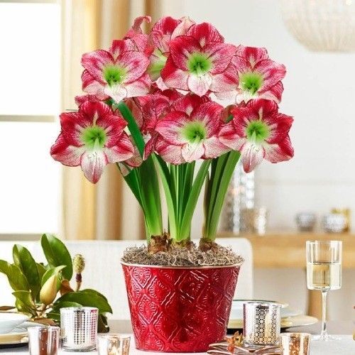 Amaryllis (Hippeastrum) Flamenco Queen Amarylia