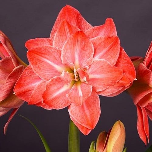 Amaryllis (Hippeastrum) Flamingo Amadeus Amarylia