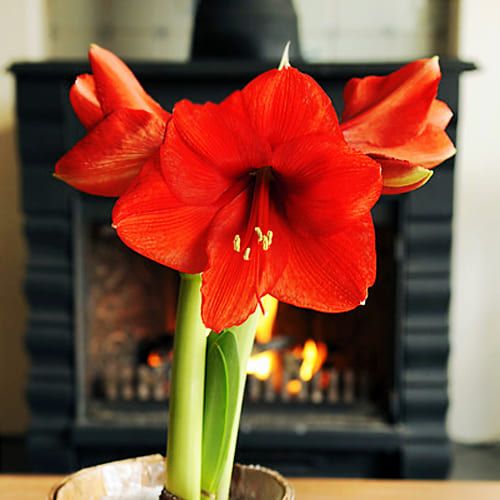 Amaryllis (Hippeastrum) Floris Hekker Amarylia