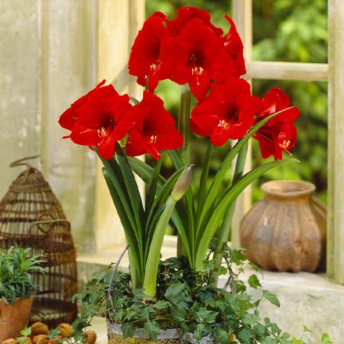 Amaryllis (Hippeastrum) Floris Hekker Amarylia