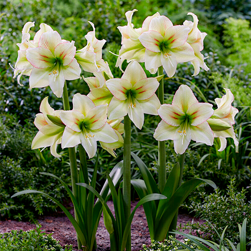 Amaryllis (Hippeastrum) Forest Sunset Amarylia