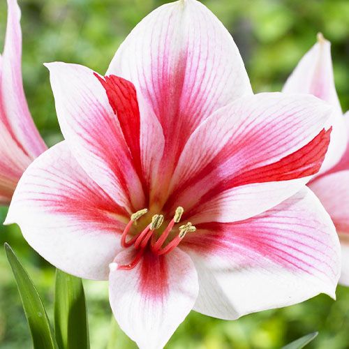 Amaryllis (Hippeastrum) Gervase Amarylia