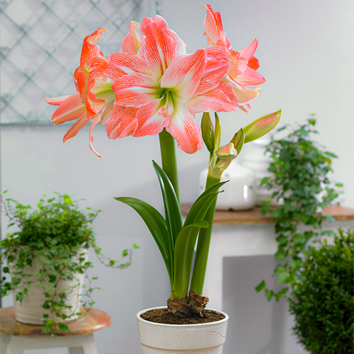 Amaryllis (Hippeastrum) Giant Amadeus Amarylia