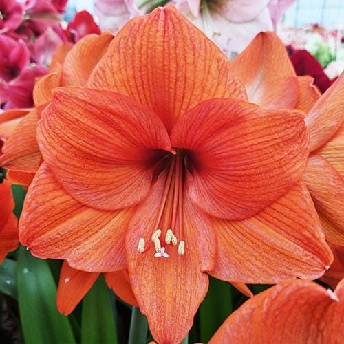 Amaryllis (Hippeastrum) Gold Medal Amarylia