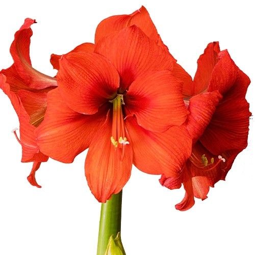 Amaryllis (Hippeastrum) Gold Medal Amarylia