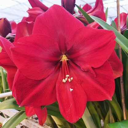 Amaryllis (Hippeastrum) Grand Diva Amarylia