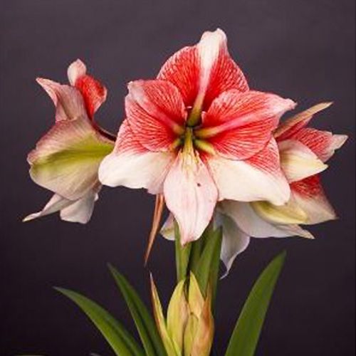 Amaryllis (Hippeastrum) Grandise Fantasy Amarylia