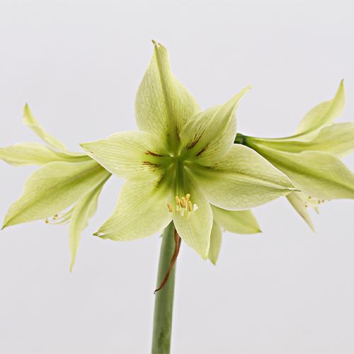 Amaryllis (Hippeastrum) Green Valley Amarylia