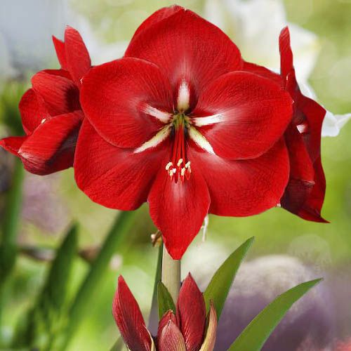 Amaryllis (Hippeastrum) Happy Grandise Amarylia