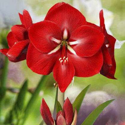 Amaryllis (Hippeastrum) Happy Grandise Amarylia