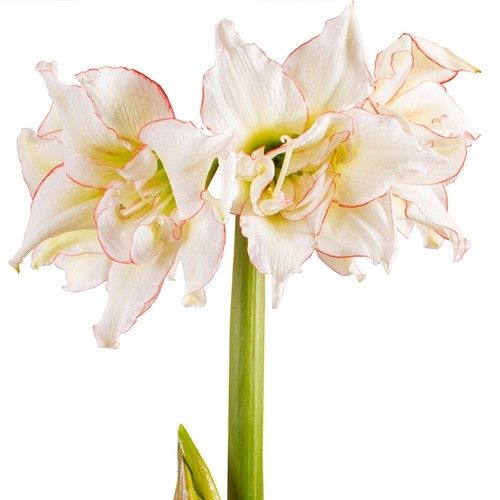 Amaryllis (Hippeastrum) Harlequin Amarylia