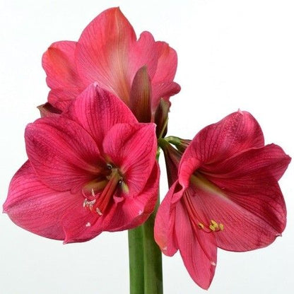 Amaryllis (Hippeastrum) Hercules Amarylia