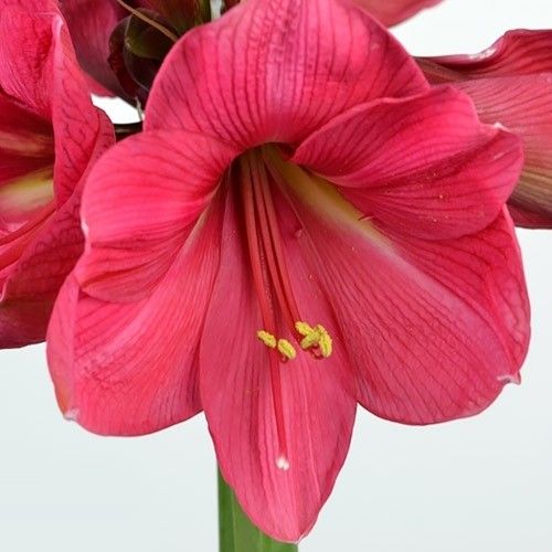 Amaryllis (Hippeastrum) Hercules Amarylia