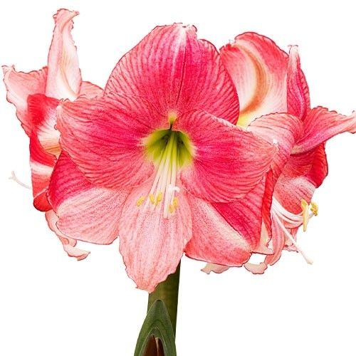 Amaryllis (Hippeastrum) Hollywood Amarylia