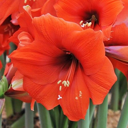 Amaryllis (Hippeastrum) Horizon Amarylia