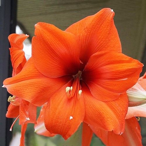Amaryllis (Hippeastrum) Horizon Amarylia