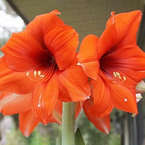 Amaryllis (Hippeastrum) Horizon Amarylia