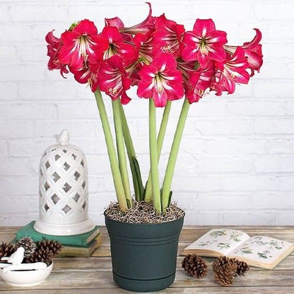 Amaryllis (Hippeastrum) Hot Lips Amarylia