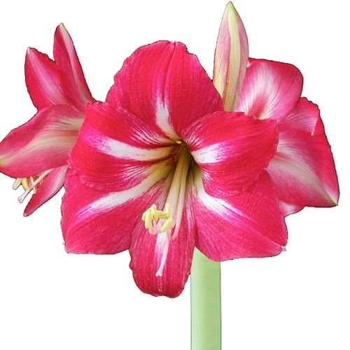 Amaryllis (Hippeastrum) Hot Lips Amarylia