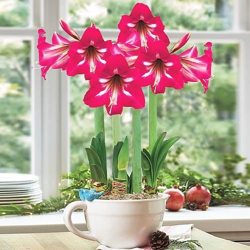 Amaryllis (Hippeastrum) Hot Lips Amarylia