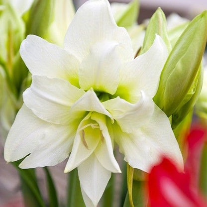 Amaryllis (Hippeastrum) Ice Queen Amarylia