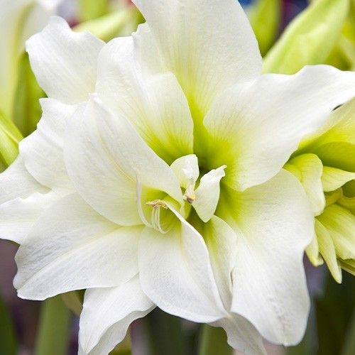 Amaryllis (Hippeastrum) Ice Queen Amarylia