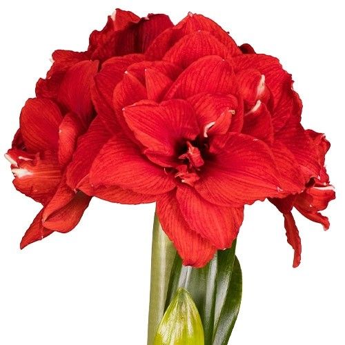 Amaryllis (Hippeastrum) Inferno Amarylia