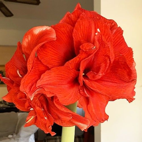 Amaryllis (Hippeastrum) Inferno Amarylia