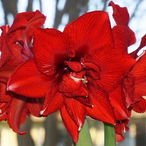 Amaryllis (Hippeastrum) Inferno Amarylia