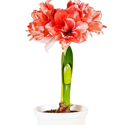 Amaryllis (Hippeastrum) Joker Amarylia