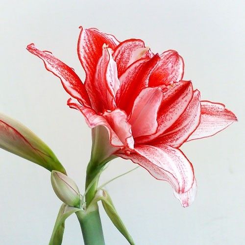 Amaryllis (Hippeastrum) Joker Amarylia