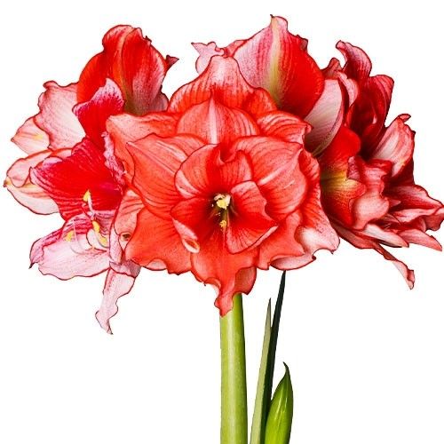 Amaryllis (Hippeastrum) Joker Amarylia