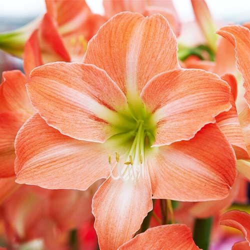 Amaryllis (Hippeastrum) King Star (Serenity) Amarylia