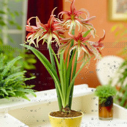 Amaryllis (Hippeastrum) La Paz Amarylia