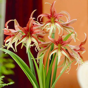 La Paz amaryllis (Hippeastrum) with exotic red flowers