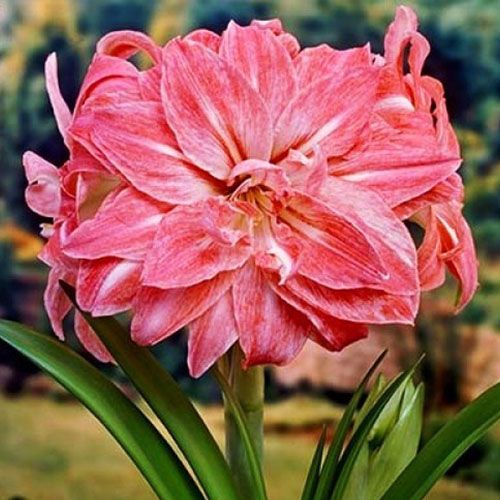 Amaryllis (Hippeastrum) Lady Jane Amarylia