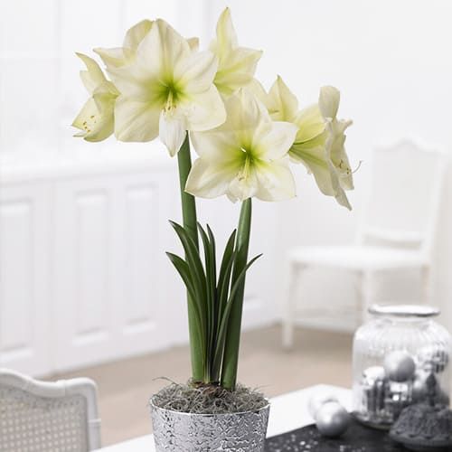 Amaryllis/Hippeastrum Lemon Cream Amarylia