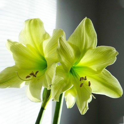 Amaryllis (Hippeastrum) Lemon Sorbet Amarylia