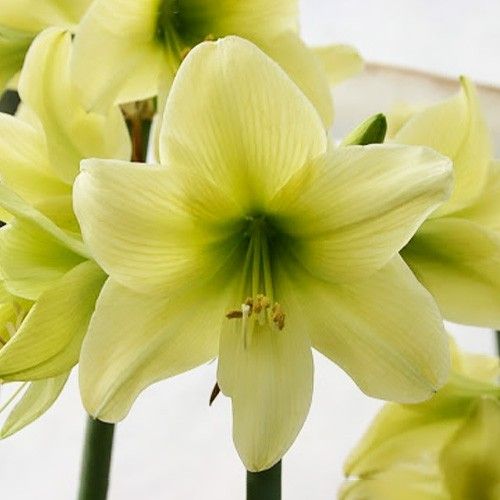 Amaryllis (Hippeastrum) Lemon Sorbet Amarylia